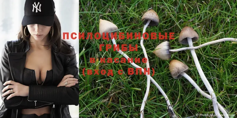 Галлюциногенные грибы Psilocybe  Химки 